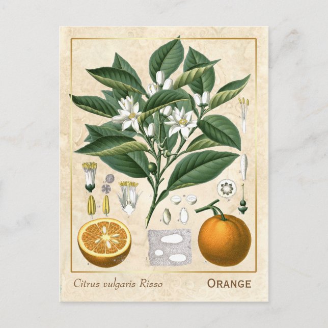 Postal Naranja de Vintage Medicinal Plant Fruit Botánico (Anverso)