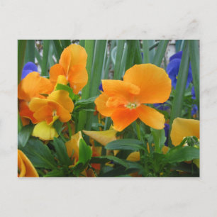 Postal Naranja Delight