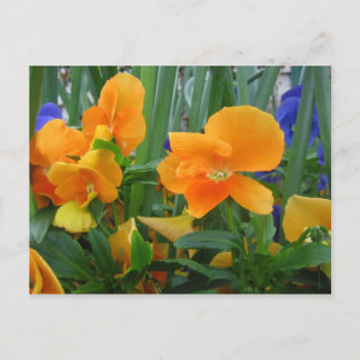 Postal Naranja Delight