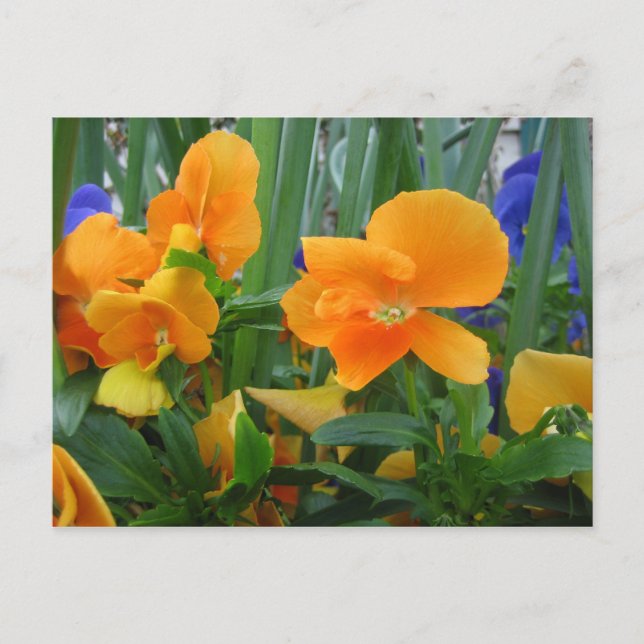 Postal Naranja Delight (Anverso)