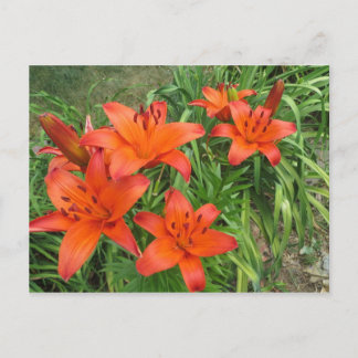 Postal naranja diurno asiático