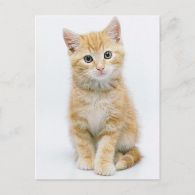 Postal Naranja dulce Tabby (Anverso)