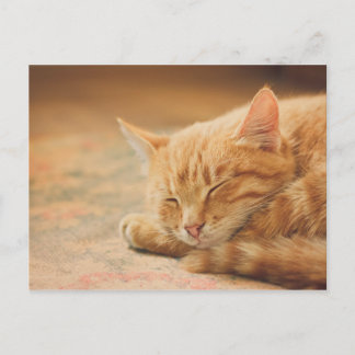 Postal Naranja durmiente Tabby Cat