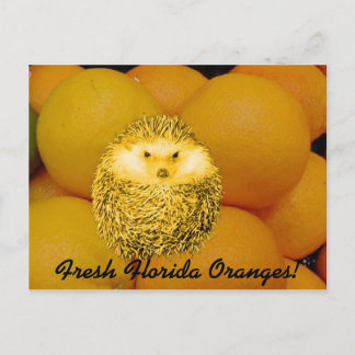 Postal Naranja fresco Hedgehog