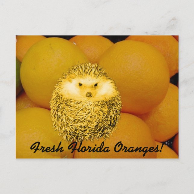 Postal Naranja fresco Hedgehog (Anverso)