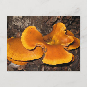 Postal Naranja Fungus