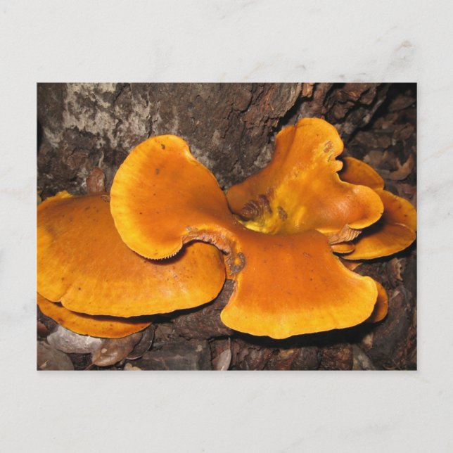 Postal Naranja Fungus (Anverso)