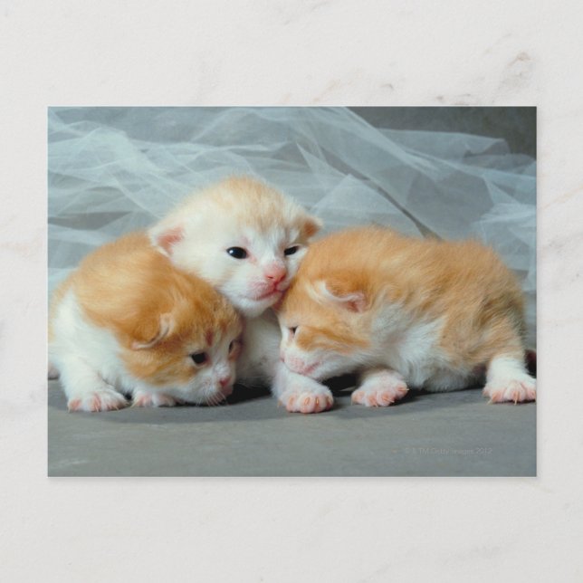 Postal Naranja Fur Kittens (Anverso)