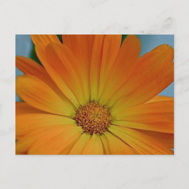 Postal Naranja Gerber Daisy (Anverso)