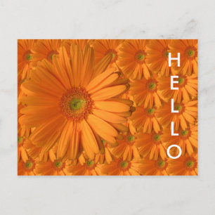 Postal Naranja Gerber Daisy