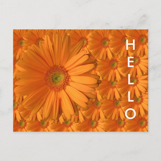 Postal Naranja Gerber Daisy (Anverso)