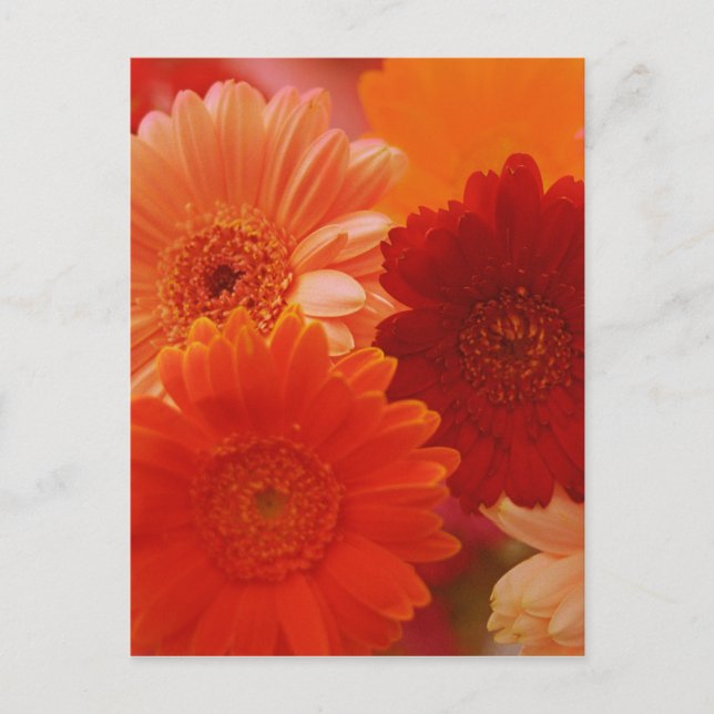 Postal Naranja Gerbera Daisy Flower Photo Art Postcard (Anverso)