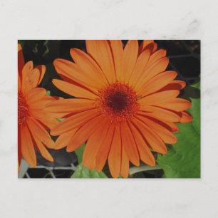 Postal Naranja Gerbers
