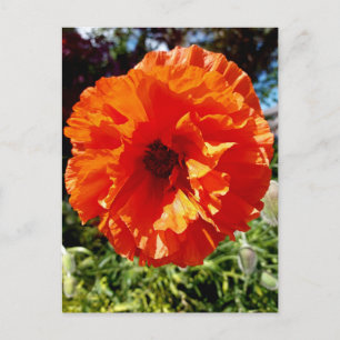 Postal Naranja Glow Poppy