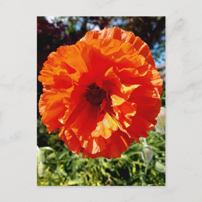 Postal Naranja Glow Poppy (Anverso)
