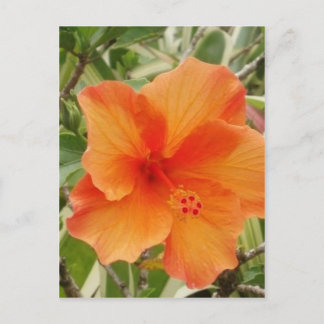 Postal naranja hawaii hibiscus