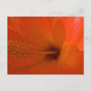 Postal Naranja Hibiscus Flower