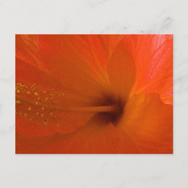 Postal Naranja Hibiscus Flower (Anverso)