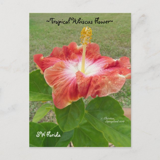 Postal Naranja Hibiscus Flower Florida Spiegeland Postcar (Anverso)