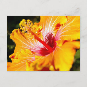 Postal Naranja Hibiscus Flower Side View