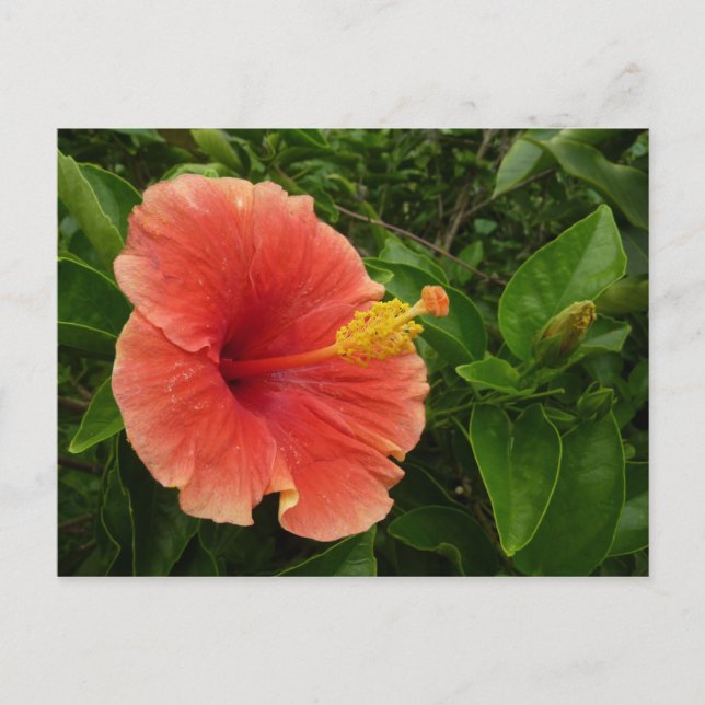 Postal Naranja Hibiscus Flower Tropical Floral (Anverso)