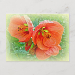 Postal Naranja Hibiscus Flowers