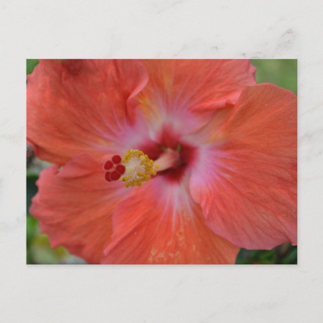 Postal Naranja Hibiscus Postcard (Anverso)