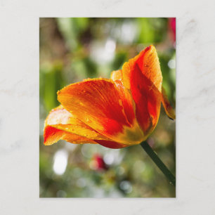 Postal Naranja húmedo y tulipán amarillo