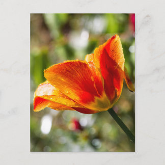 Postal Naranja húmedo y tulipán amarillo