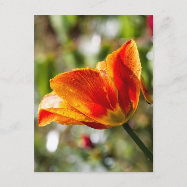 Postal Naranja húmedo y tulipán amarillo (Anverso)