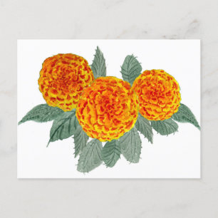 Postal Naranja Hydrangea Flowers