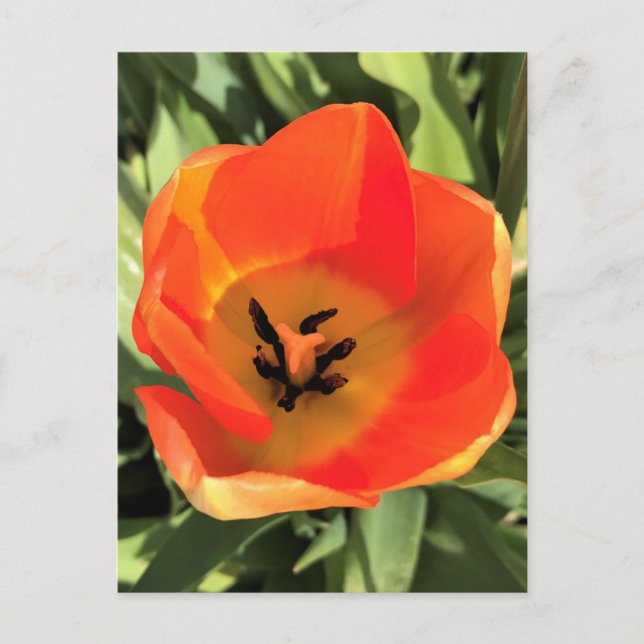 Postal Naranja interno Tulip (Anverso)