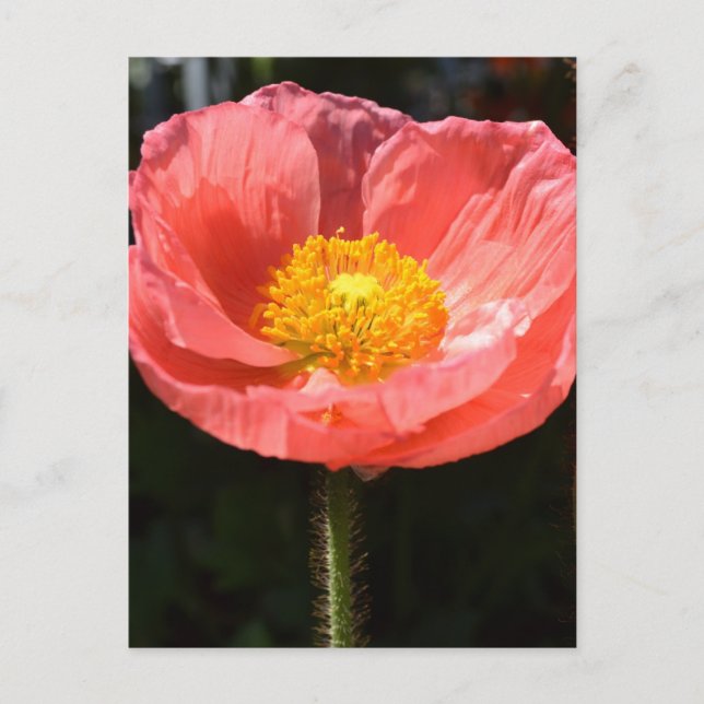 Postal Naranja Islandia Poppy II (Anverso)