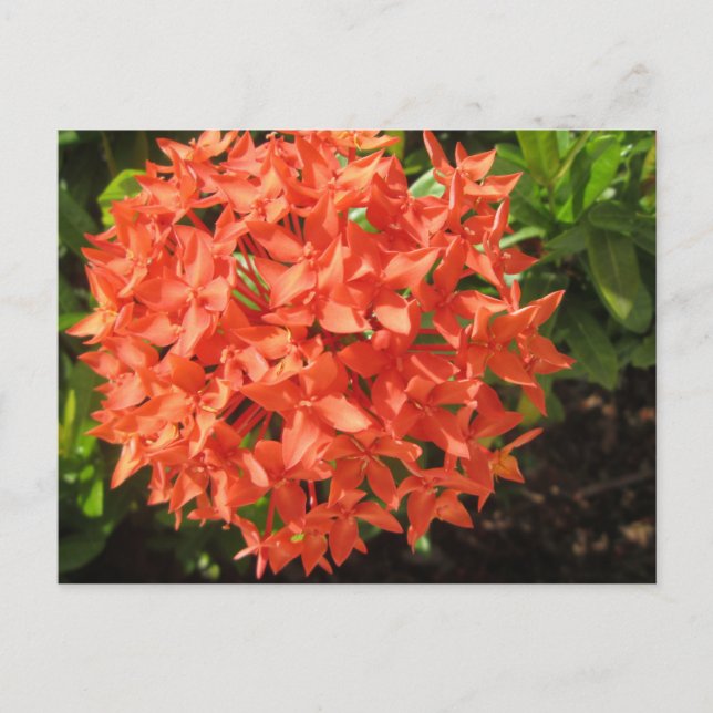 Postal Naranja Ixora Flower (Anverso)