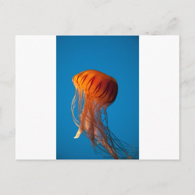 Postal Naranja Jellyfish (Anverso)