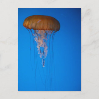Postal Naranja Jellyfish