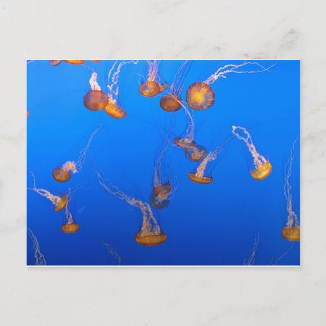 Postal Naranja Jellyfish Postcard (Anverso)
