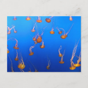 Postal Naranja Jellyfish Postcard