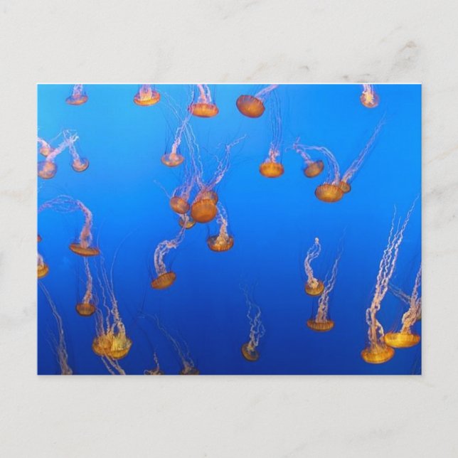 Postal Naranja Jellyfish Postcard (Anverso)