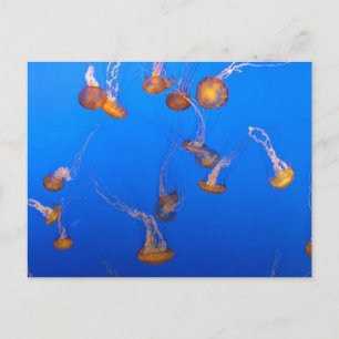 Postal Naranja Jellyfish Postcard