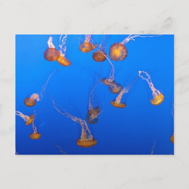 Postal Naranja Jellyfish Postcard (Anverso)