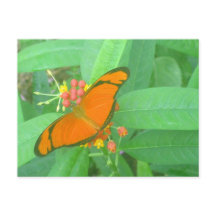 Naranja Julia Tropical Butterfly