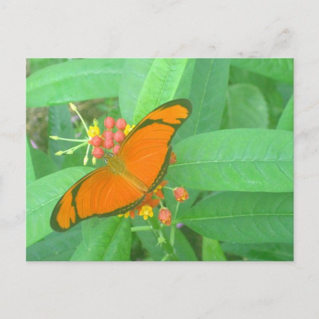 Postal Naranja Julia Tropical Butterfly (Anverso)