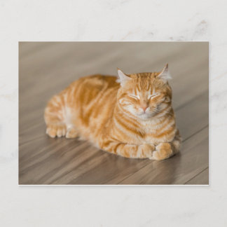 Postal Naranja Kitty