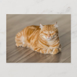 Postal Naranja Kitty