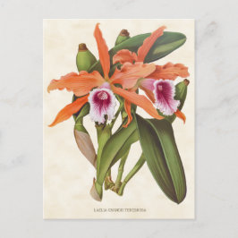 Postal Naranja Laelia Orchid Vintage Botánico