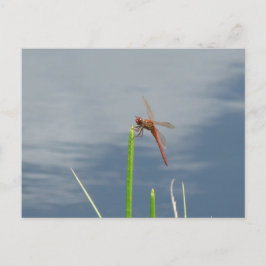 Postal naranja Libelle Postkarte