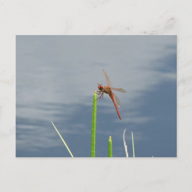 Postal naranja Libelle Postkarte (Anverso)