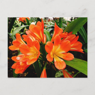 Postal Naranja Lillies Flores en Funchal, Portugal