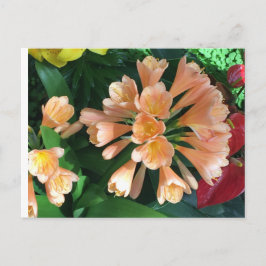 Postal Naranja Lilly